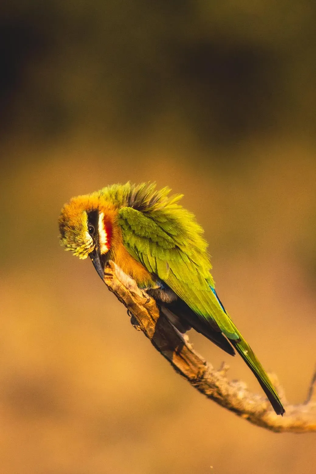 White-fronted Bee-Eater