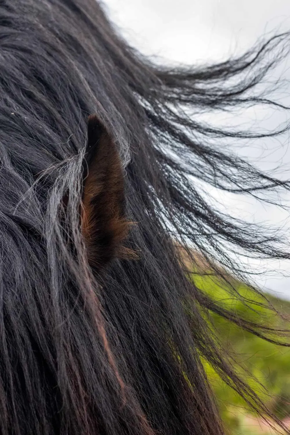 Ear to the Wind