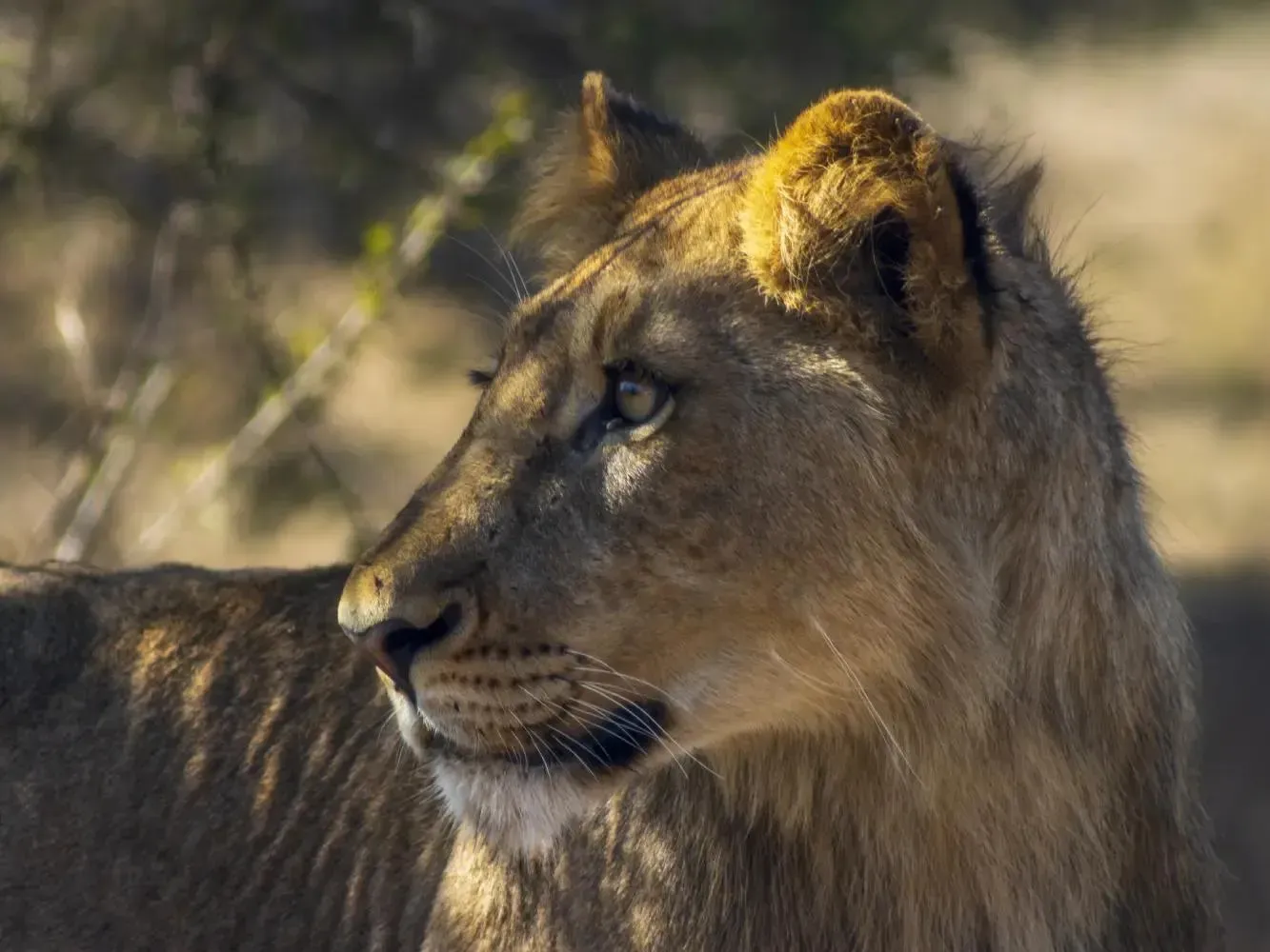 Lioness
