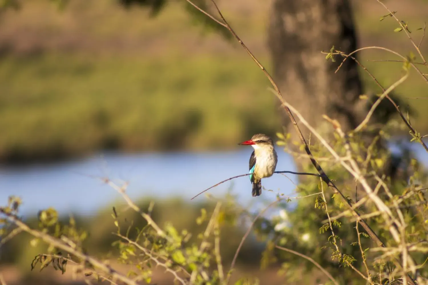 Brown-Hooded Kingfisher