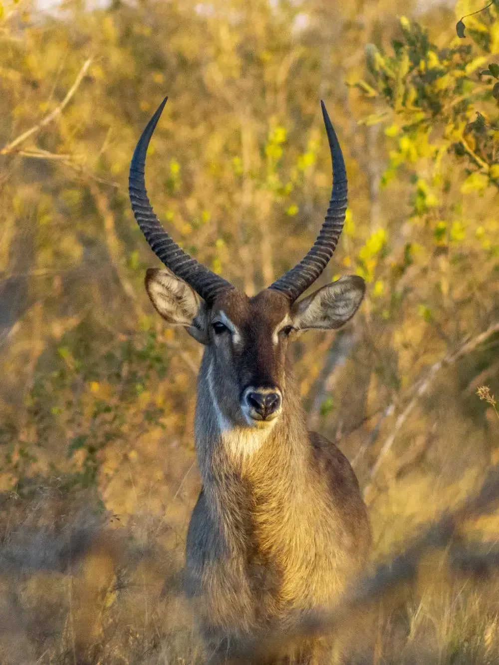 Waterbuck