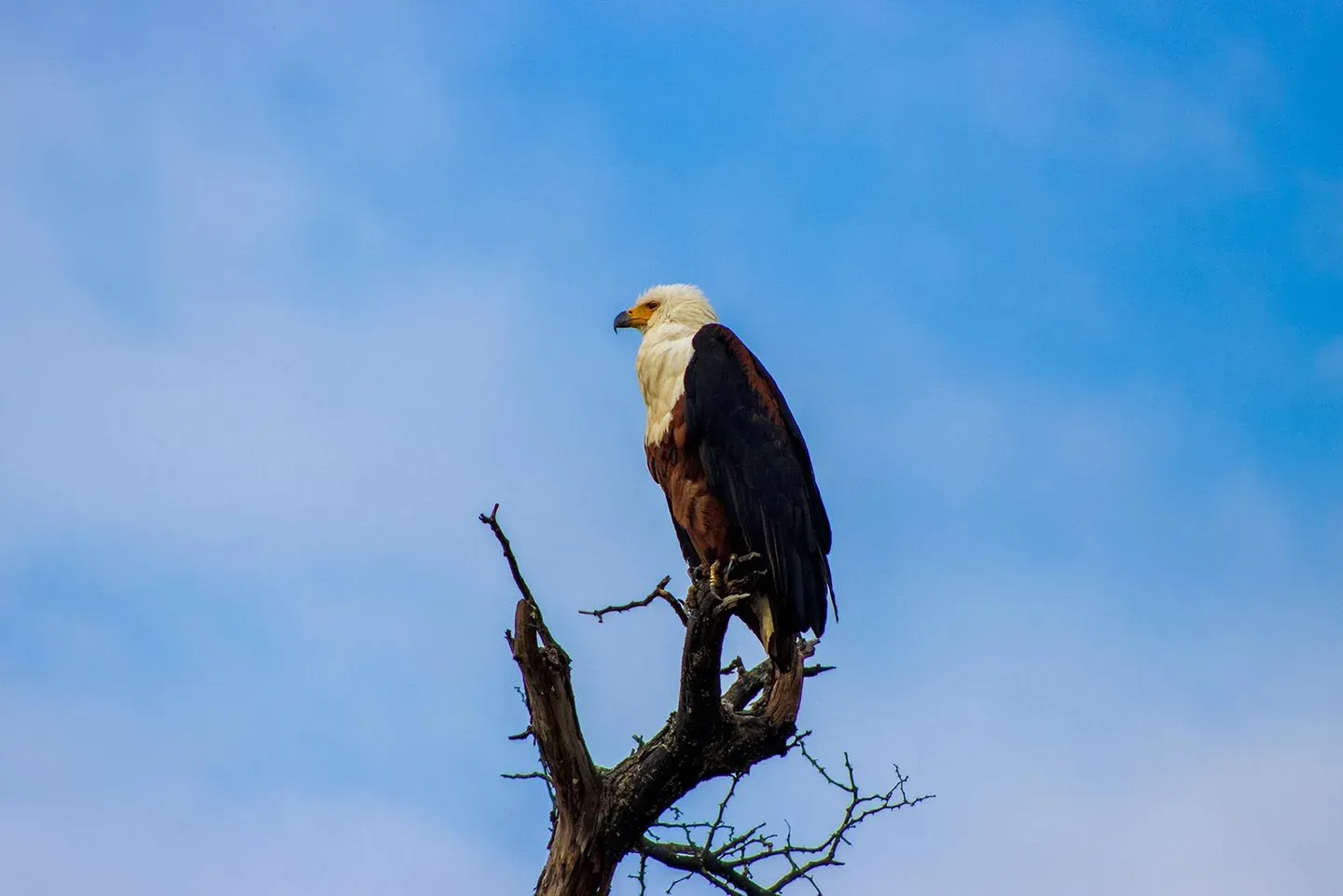 Photograph from A Kruger Adventure: Satara Rest Camp