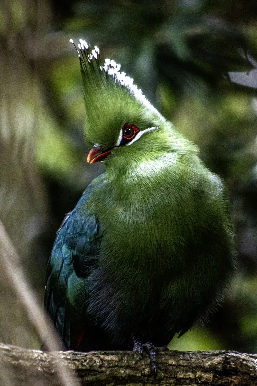 Turaco