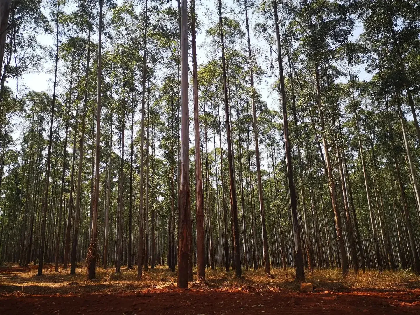 Photograph from Magoebaskloof: A Weekend Among the Tree Giants