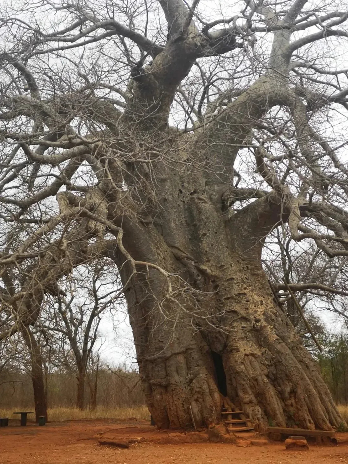Photograph from Magoebaskloof: A Weekend Among the Tree Giants
