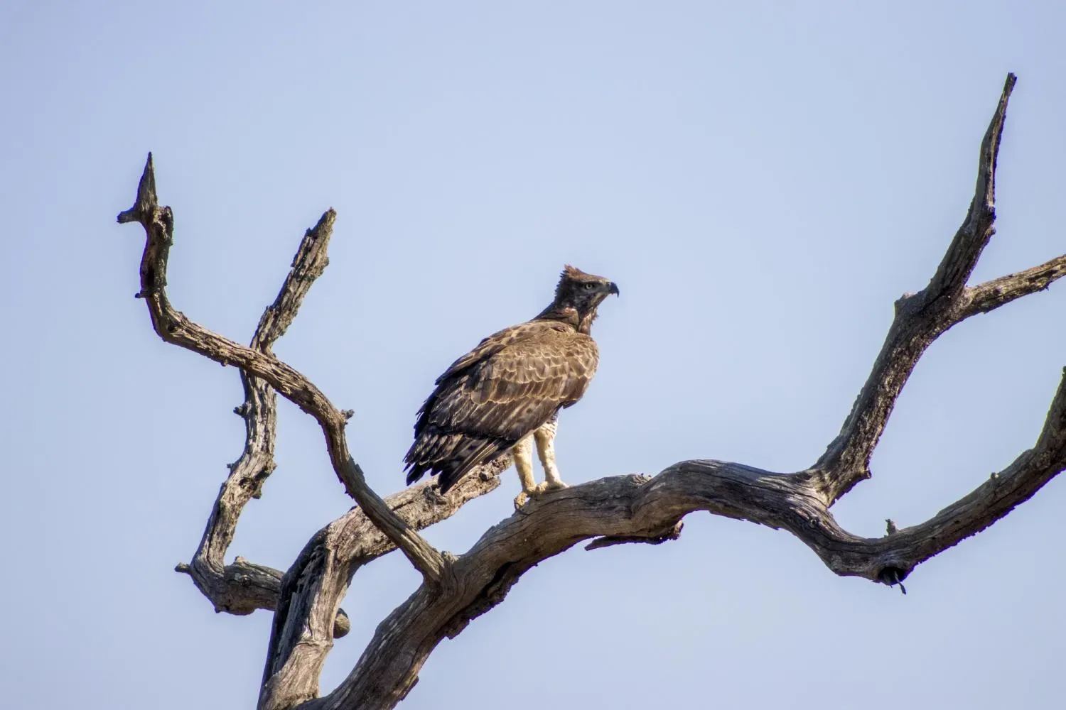 Martial Eagle