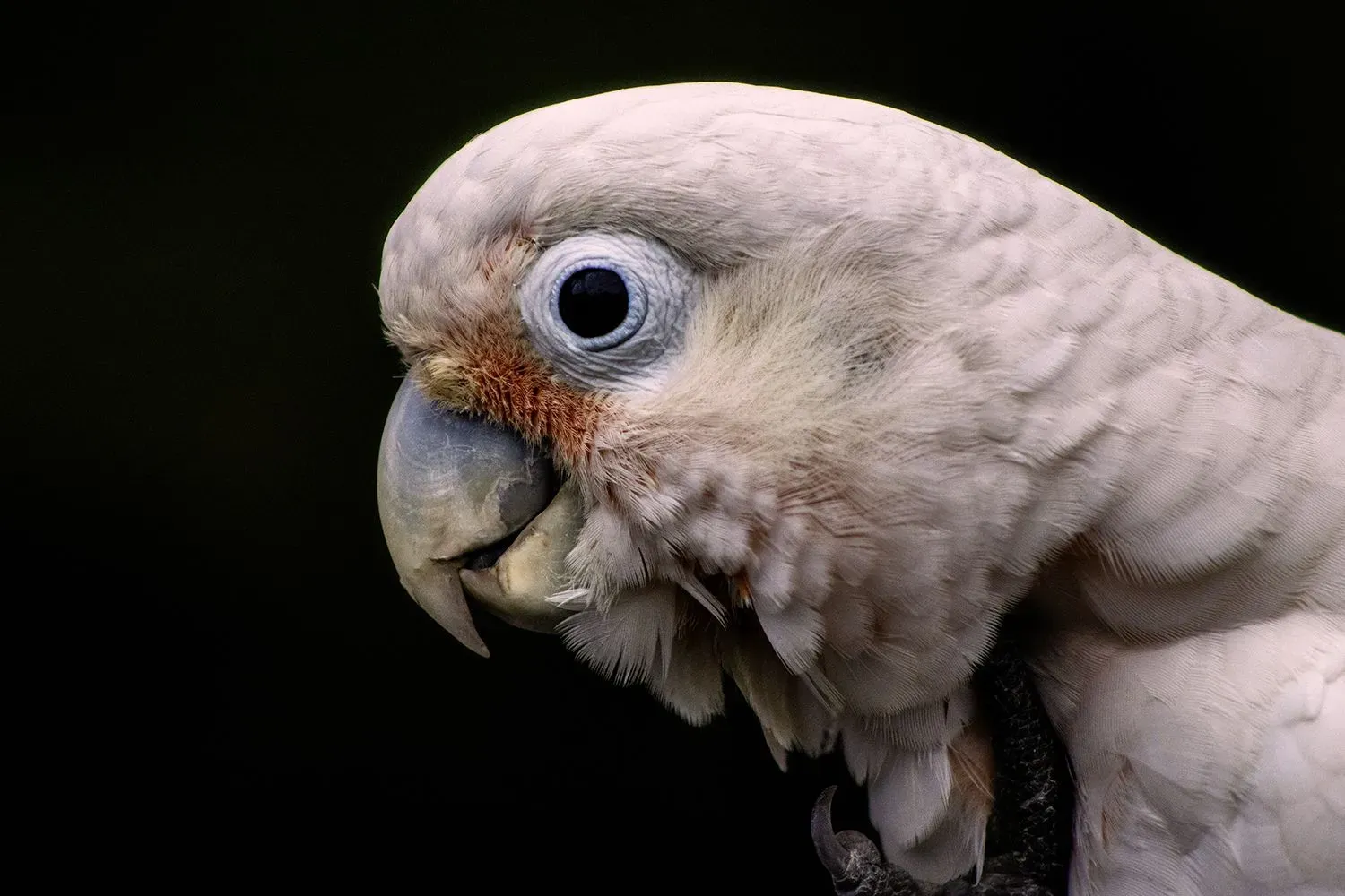 Parrot