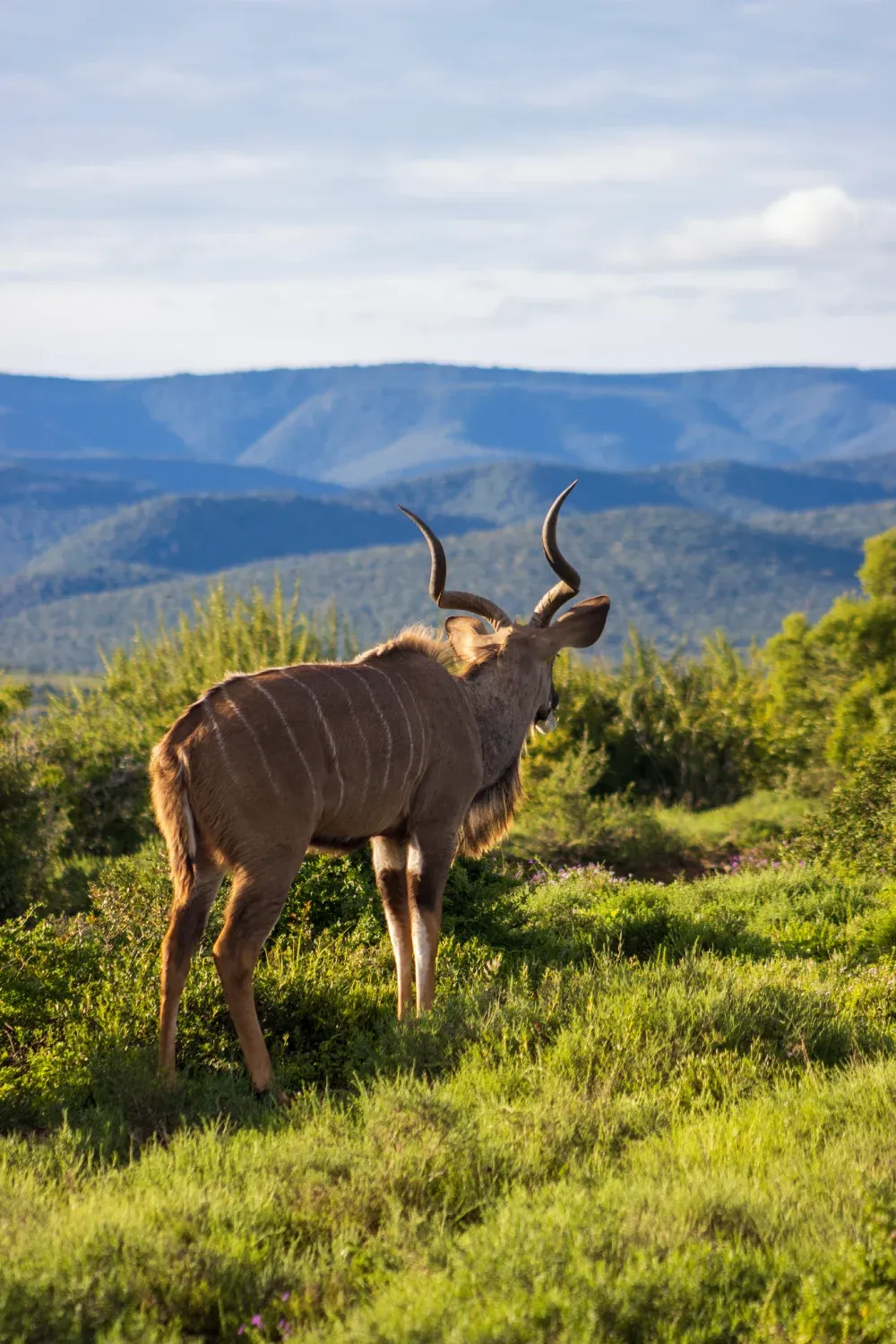 A majestic male kudu overlooking Addo Elephant National Park's mountainous landscape. It's standing on a lush green landing.