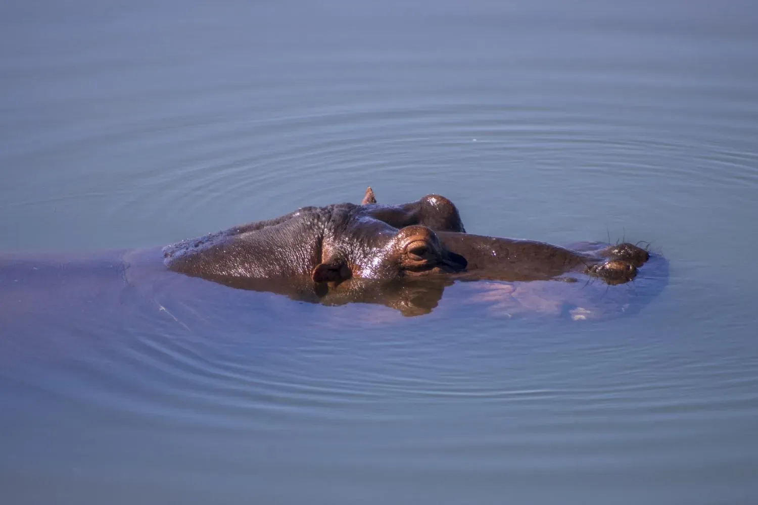 Hippo