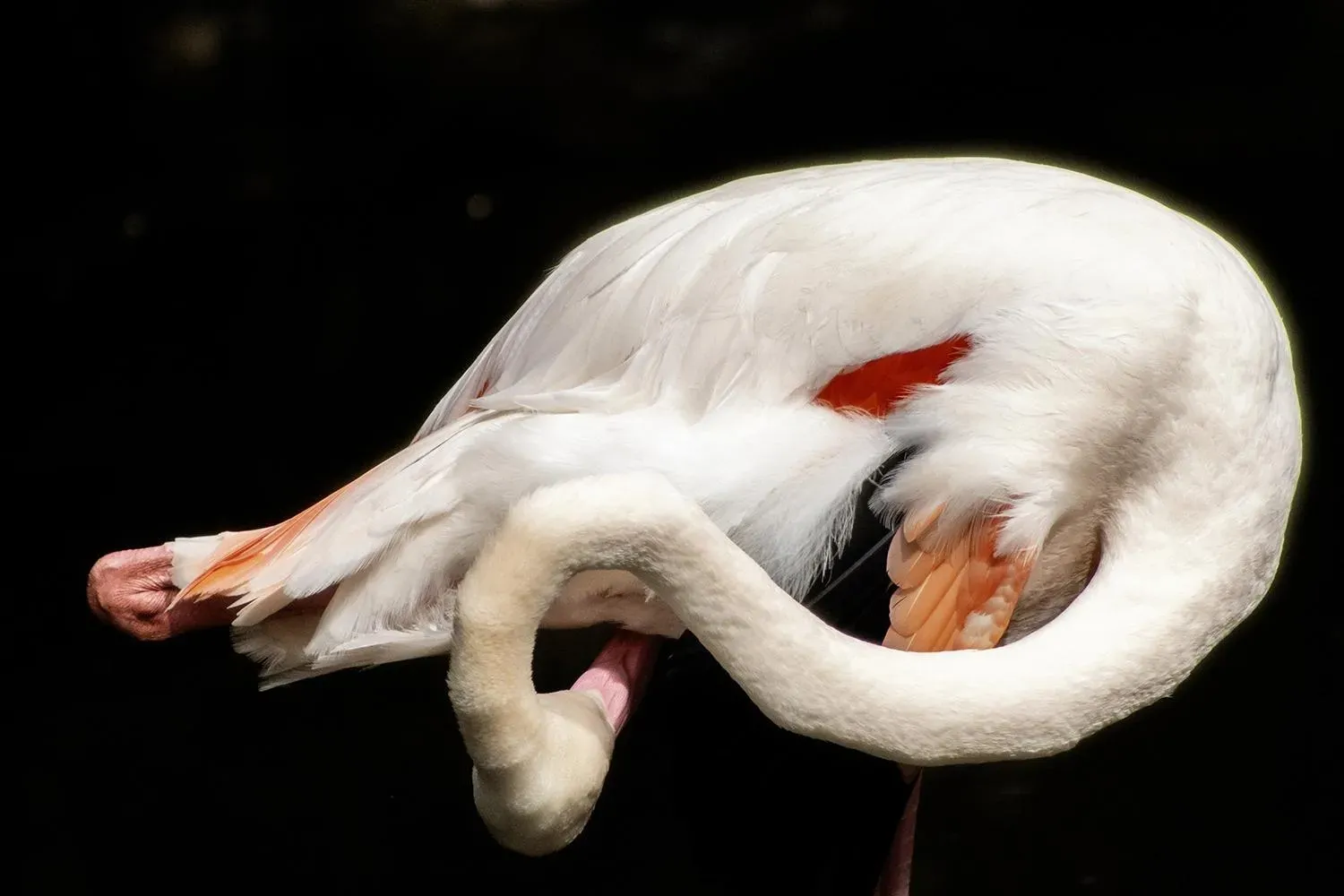Greater Flamingo