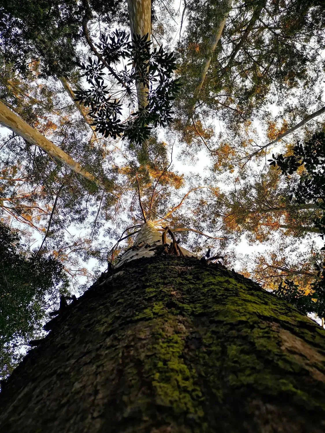 Photograph from Magoebaskloof: A Weekend Among the Tree Giants