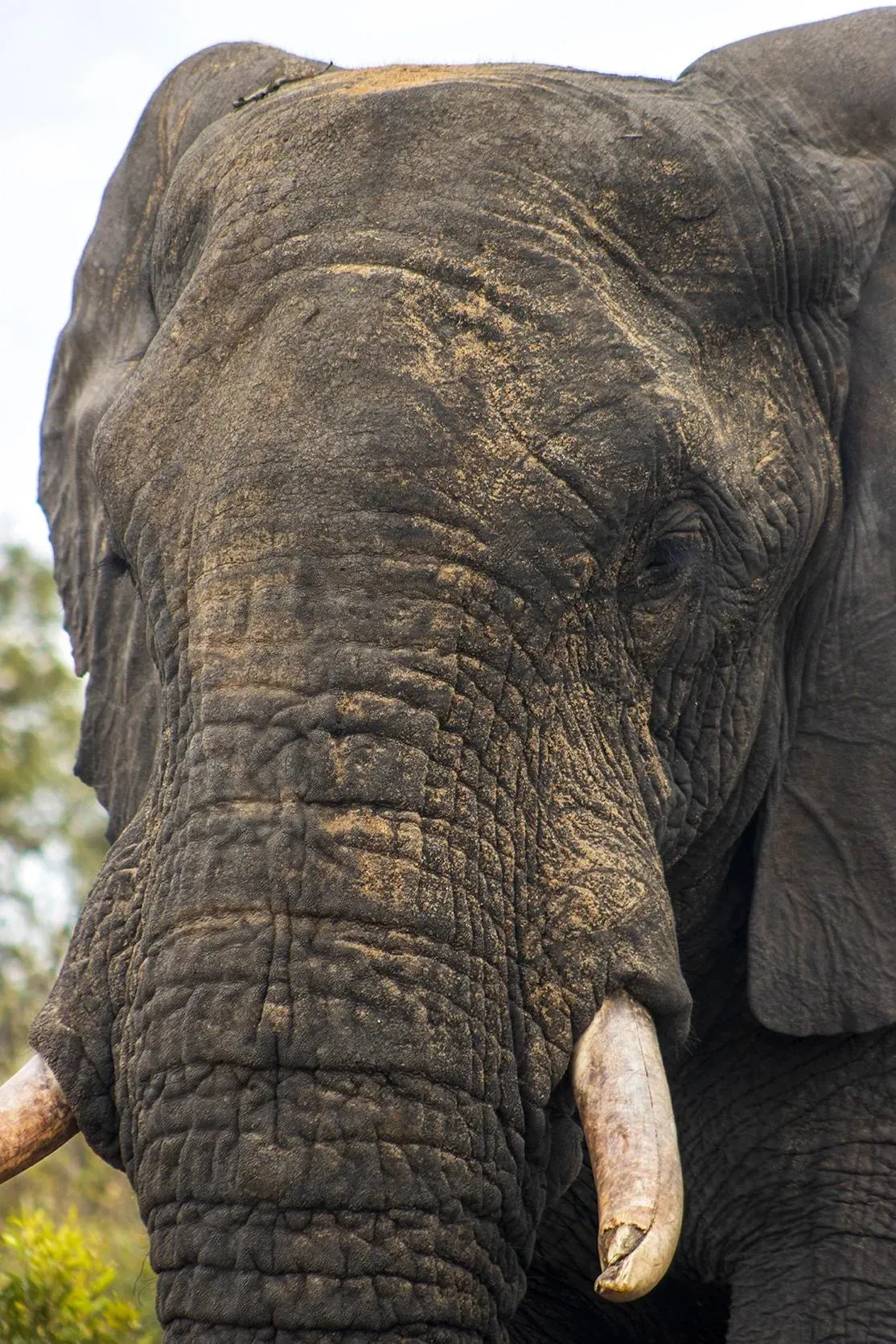 Elephant