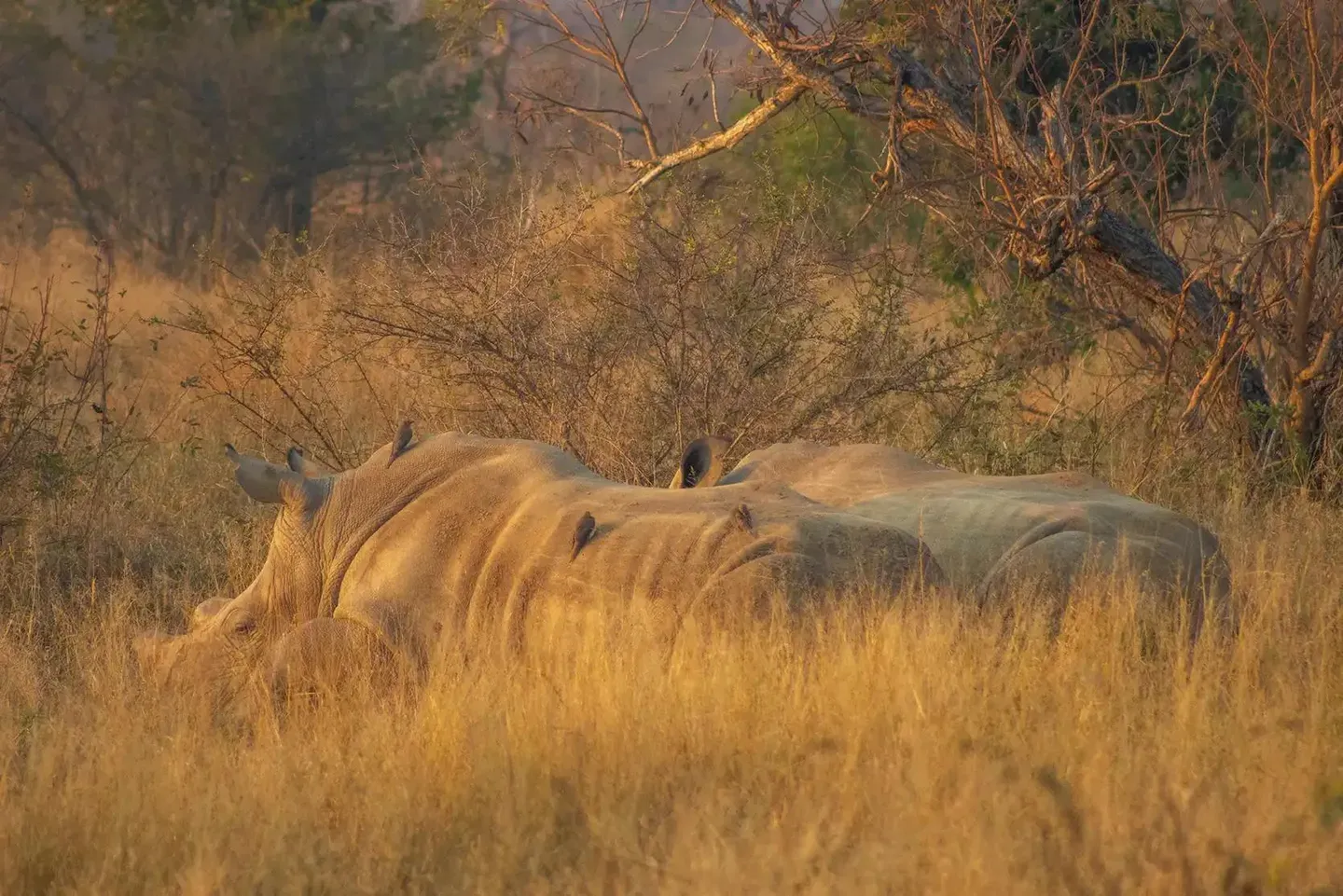 Photograph from A Kruger Adventure: 24 hours at Berg-en-Dal Rest Camp