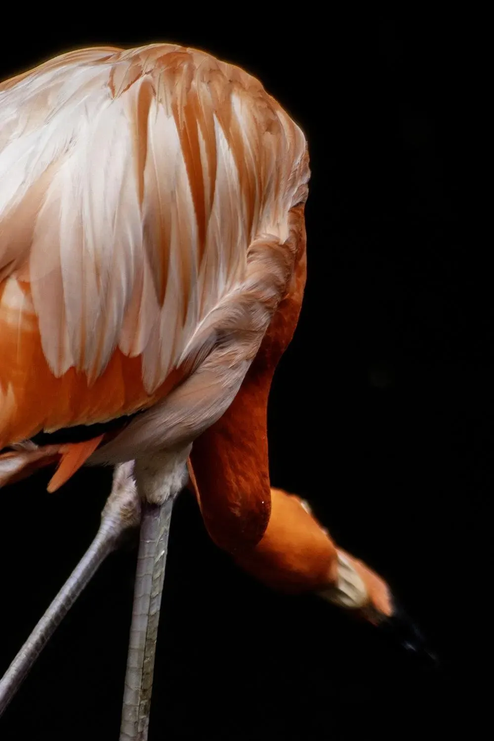 Caribbean Flamingo