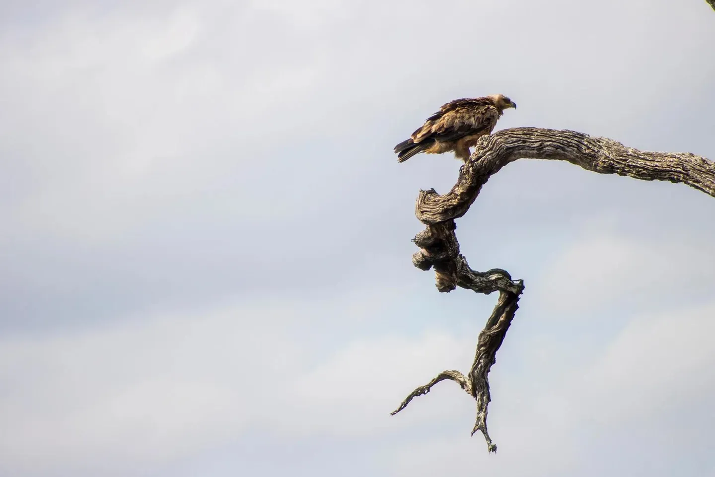 Photograph from A Kruger Adventure: Satara Rest Camp