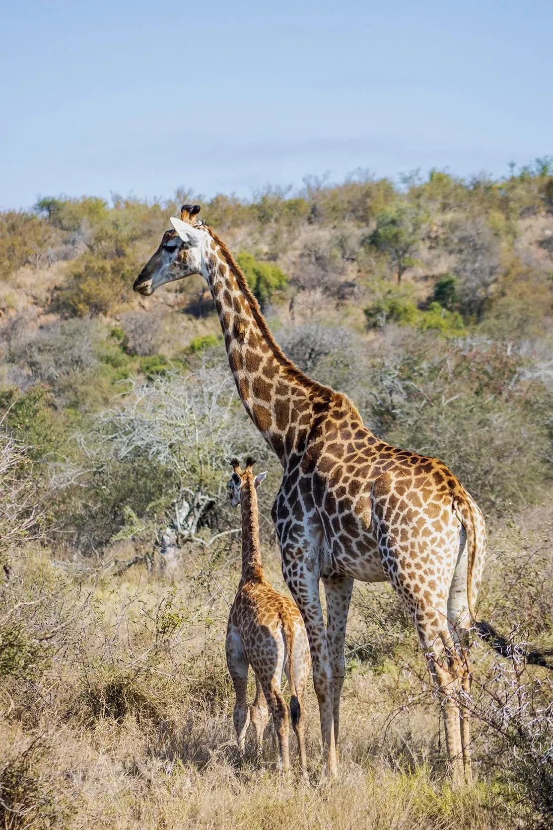 Photograph from A Kruger Adventure: Satara Rest Camp