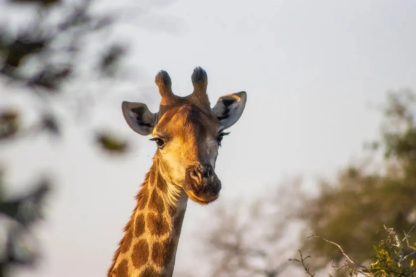 Photograph from A Kruger Adventure: Satara Rest Camp