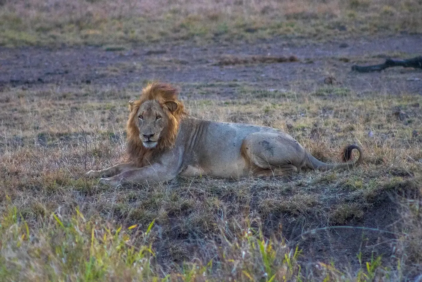 Photograph from A Kruger Adventure: Satara Rest Camp