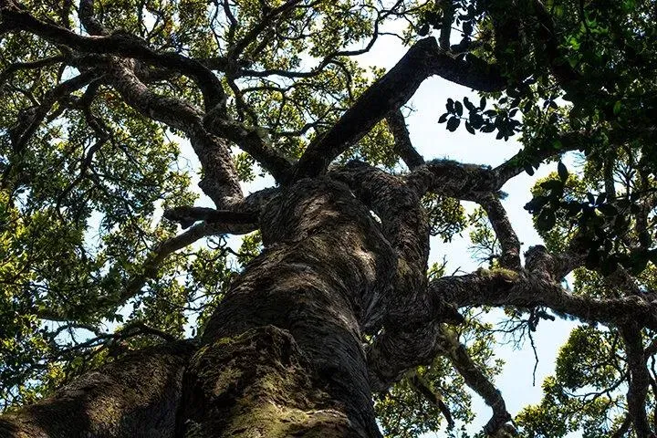 Photograph from Magoebaskloof: A Weekend Among the Tree Giants