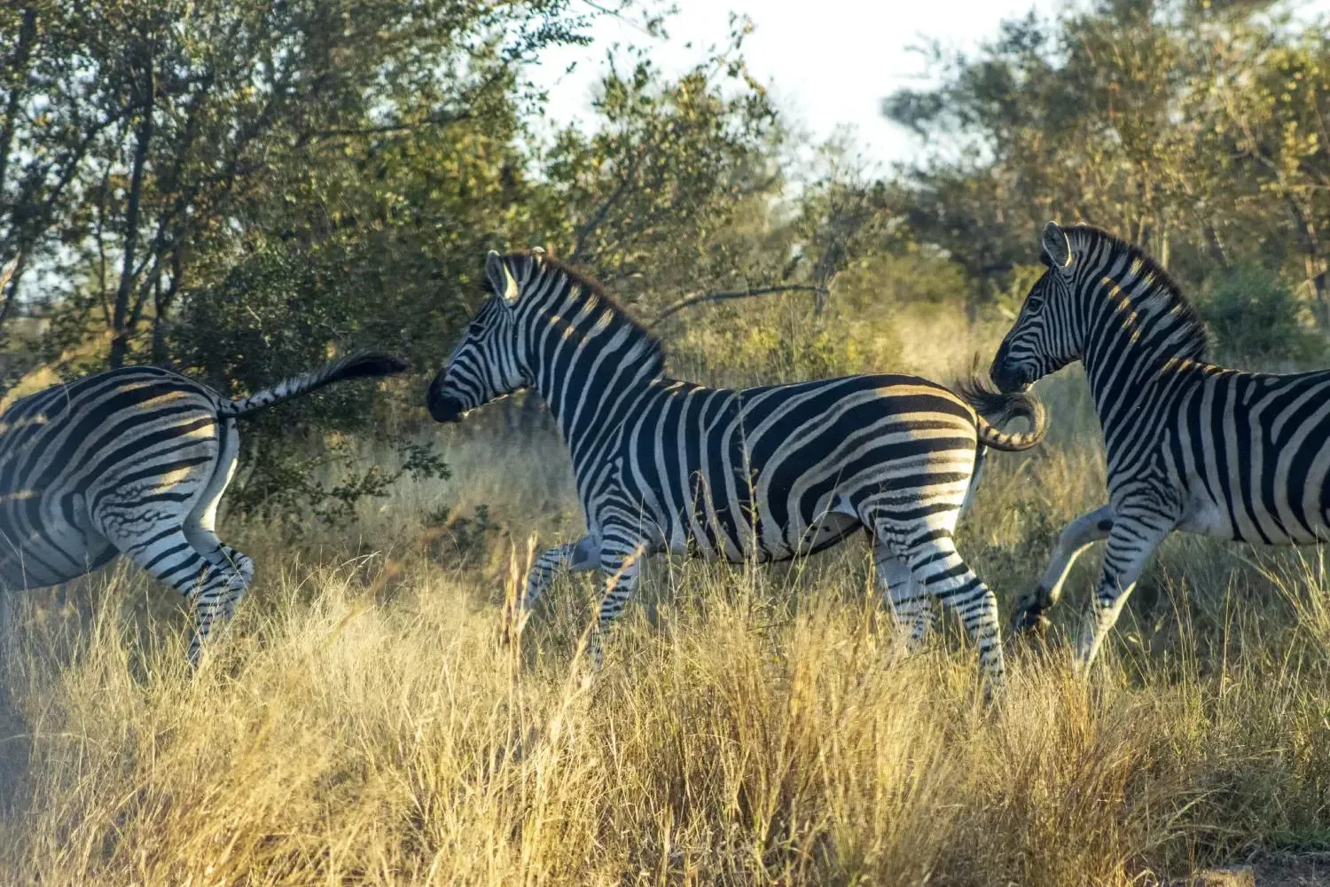 Dazzle of Zebras
