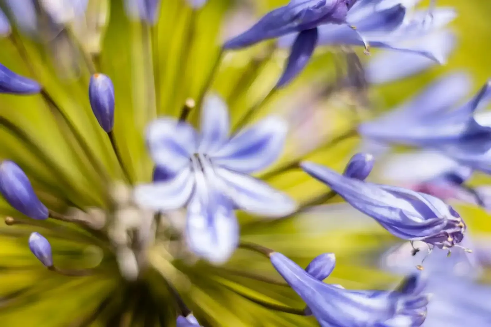 Abstract flower