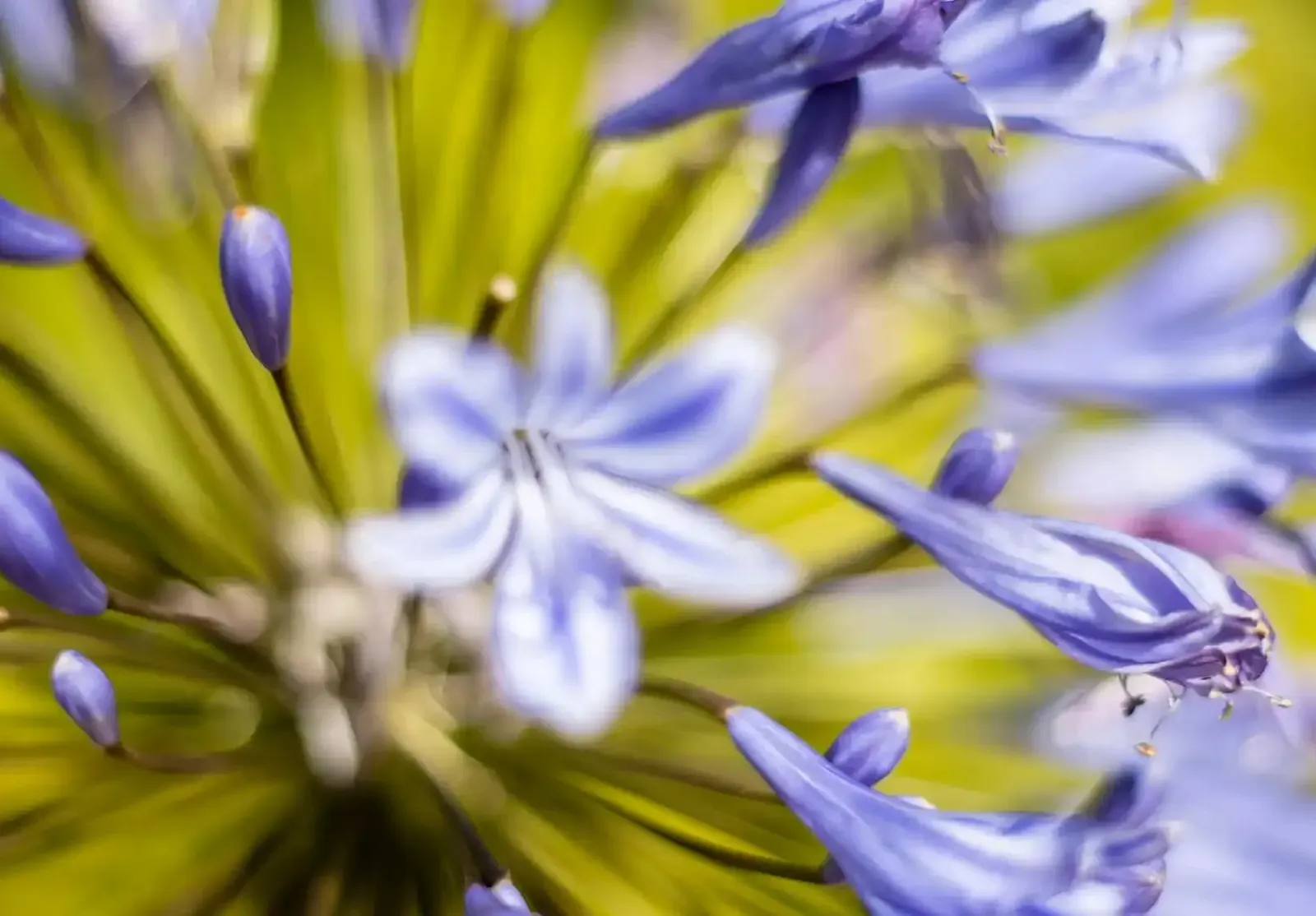 Abstract flower