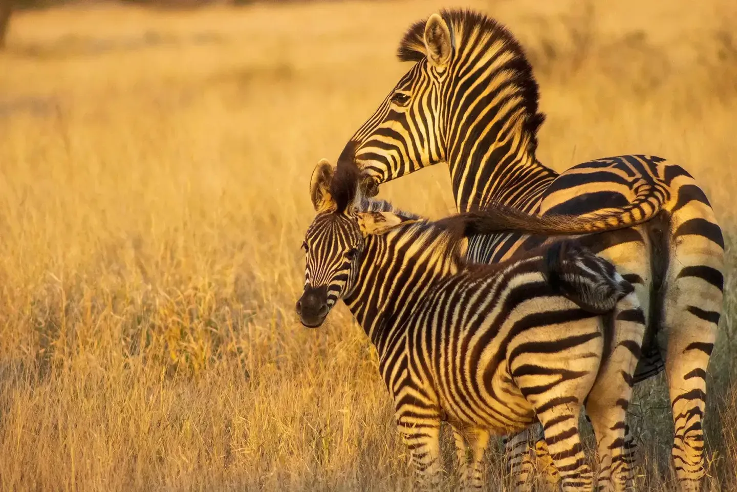 A Kruger Adventure: Satara Rest Camp