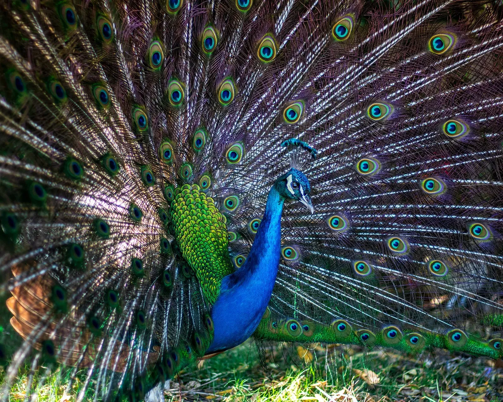Prideful Peacock