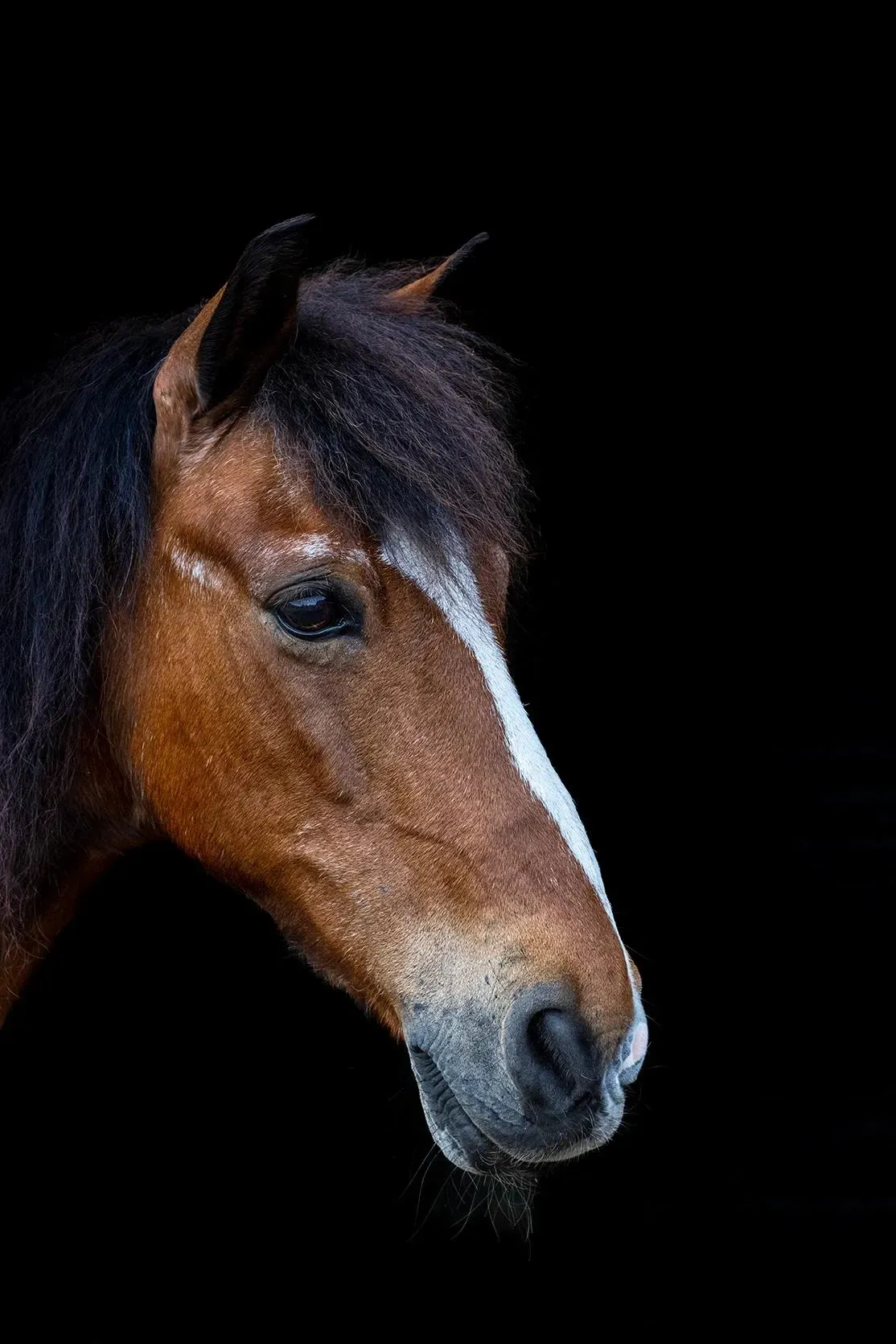 Pony Portrait