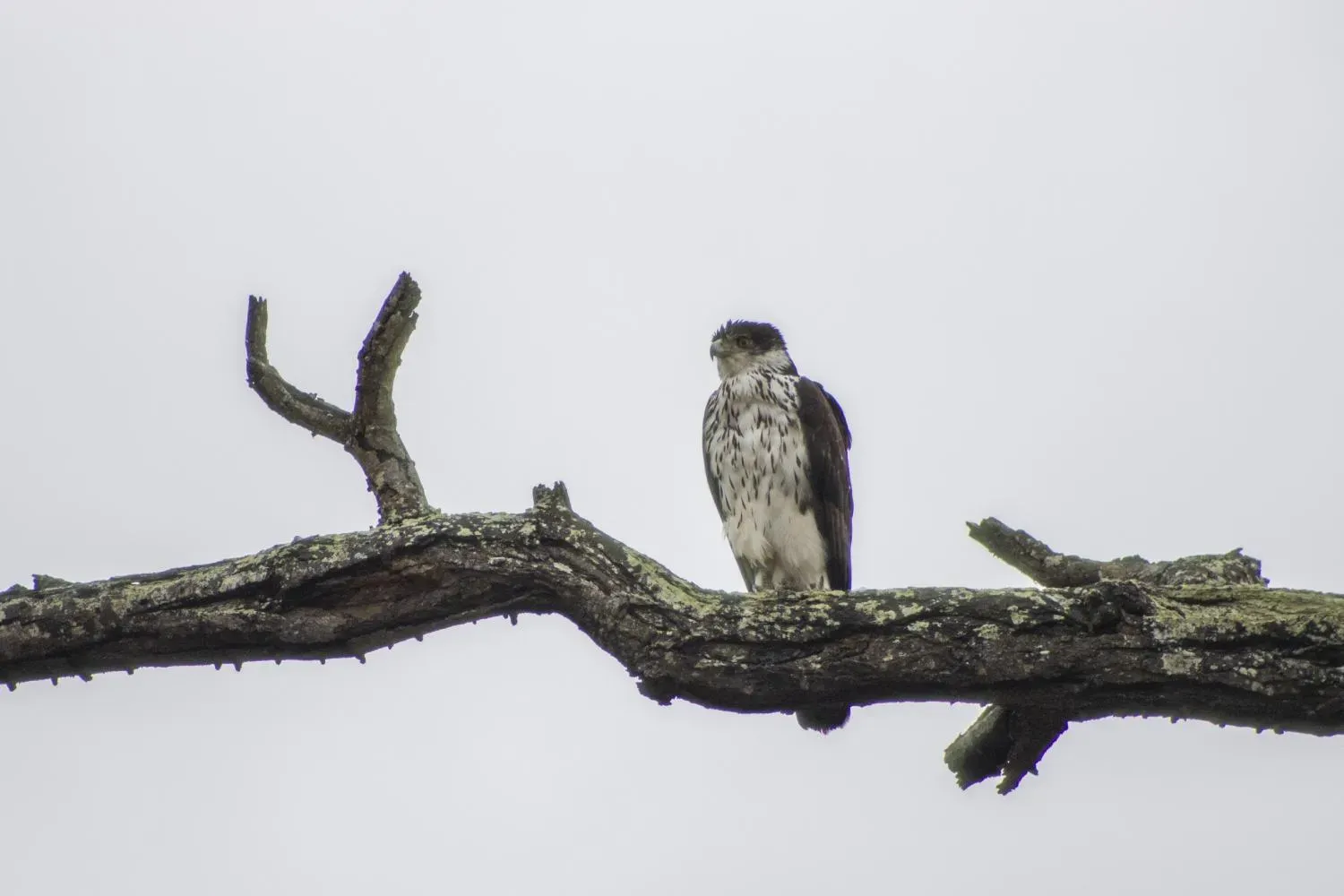 African-Hawk Eagle