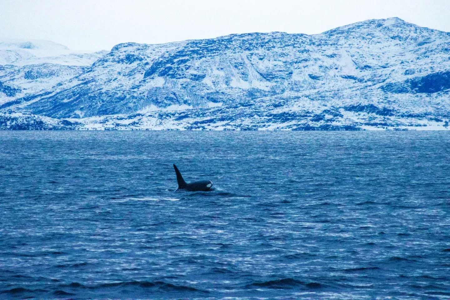 Photograph from Whales, Waves & Winter Lights: A Tromsø Travel Guide