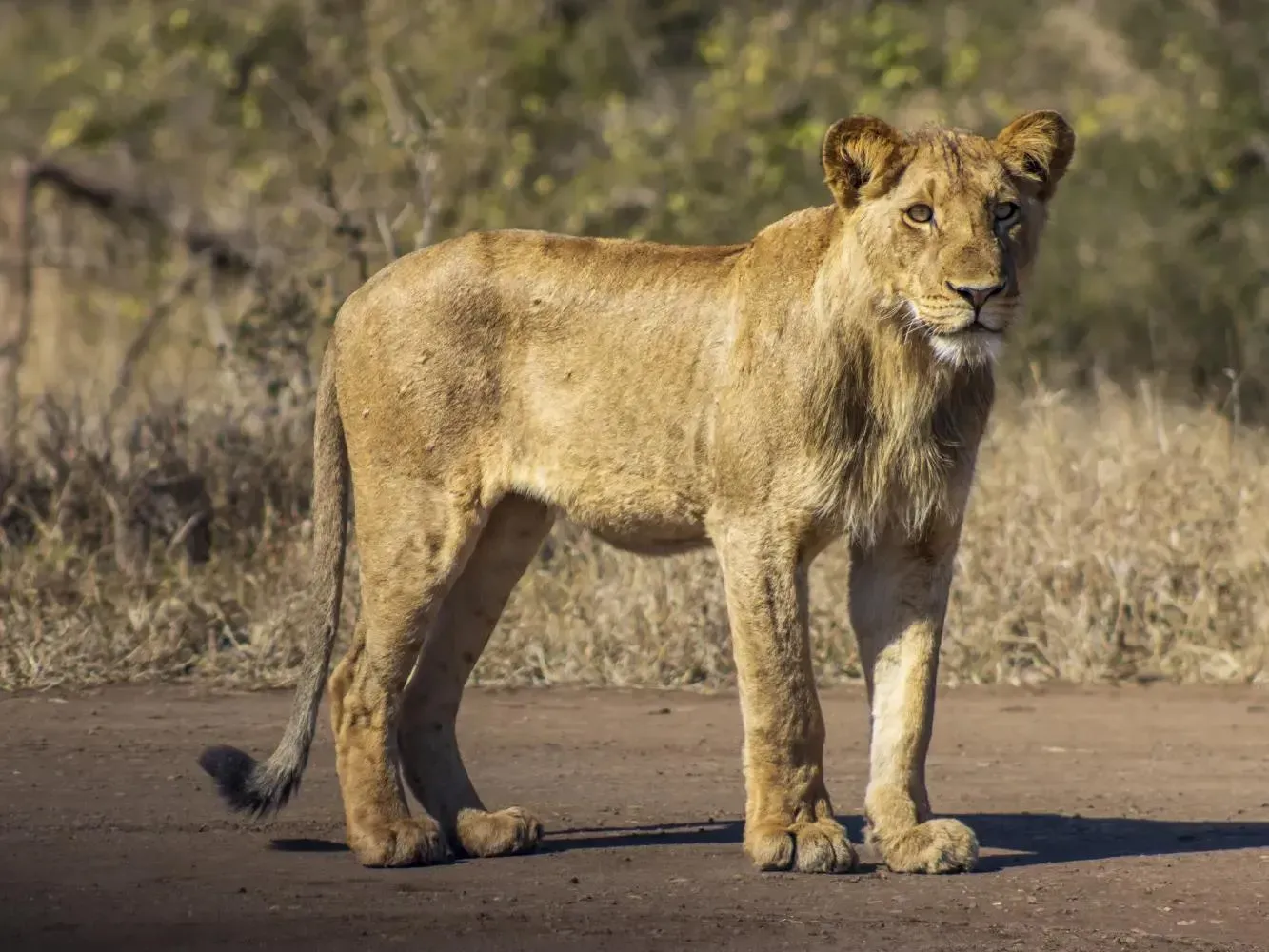 Watchful Lioness