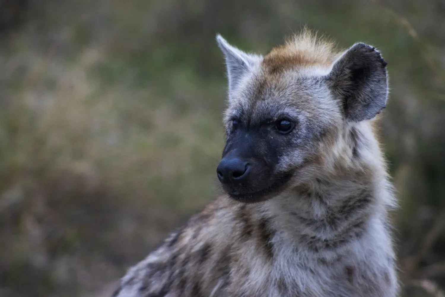 Hyena