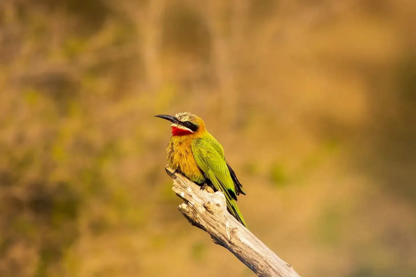 Photograph from A Kruger Adventure: 24 hours at Berg-en-Dal Rest Camp