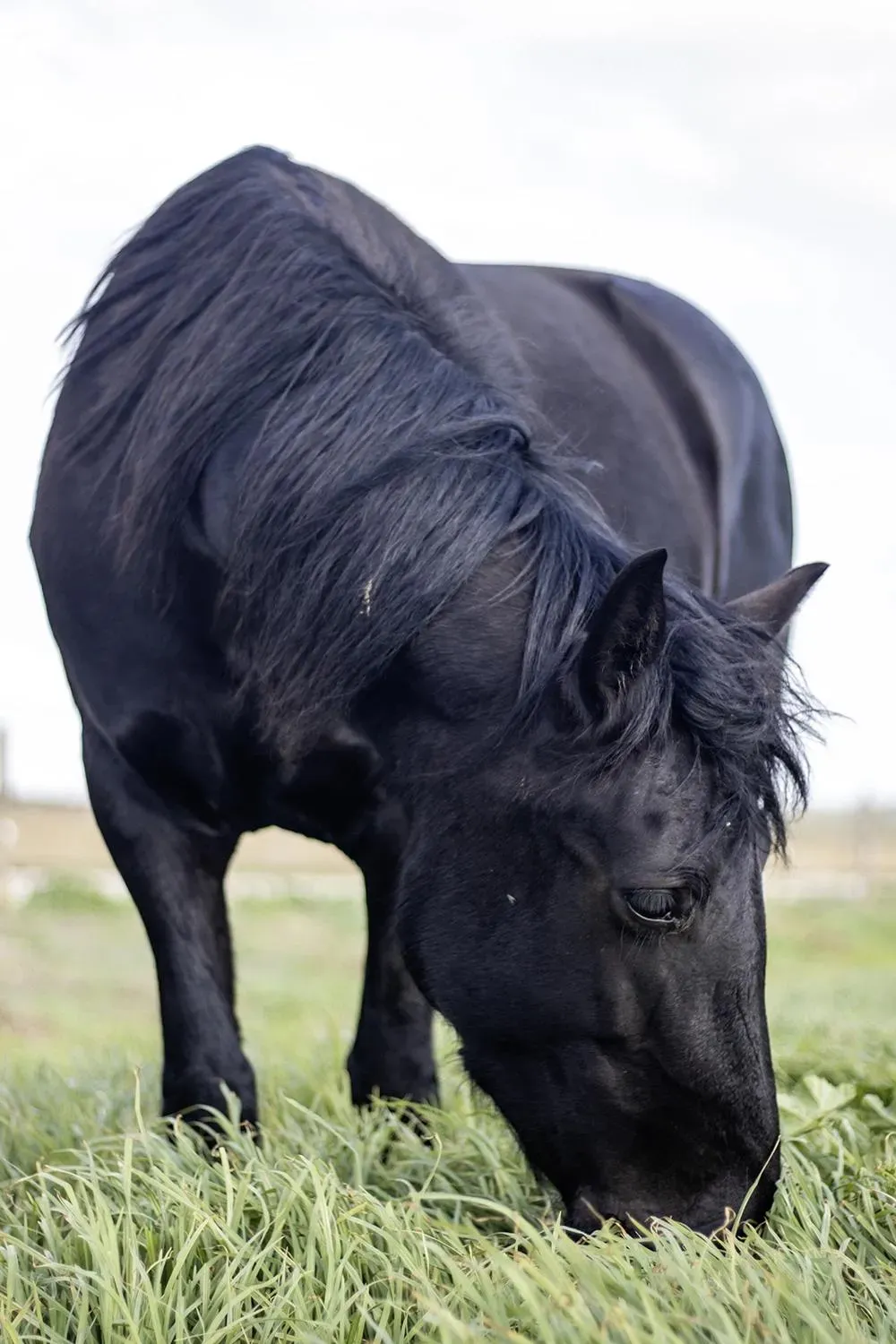 Black Beauty