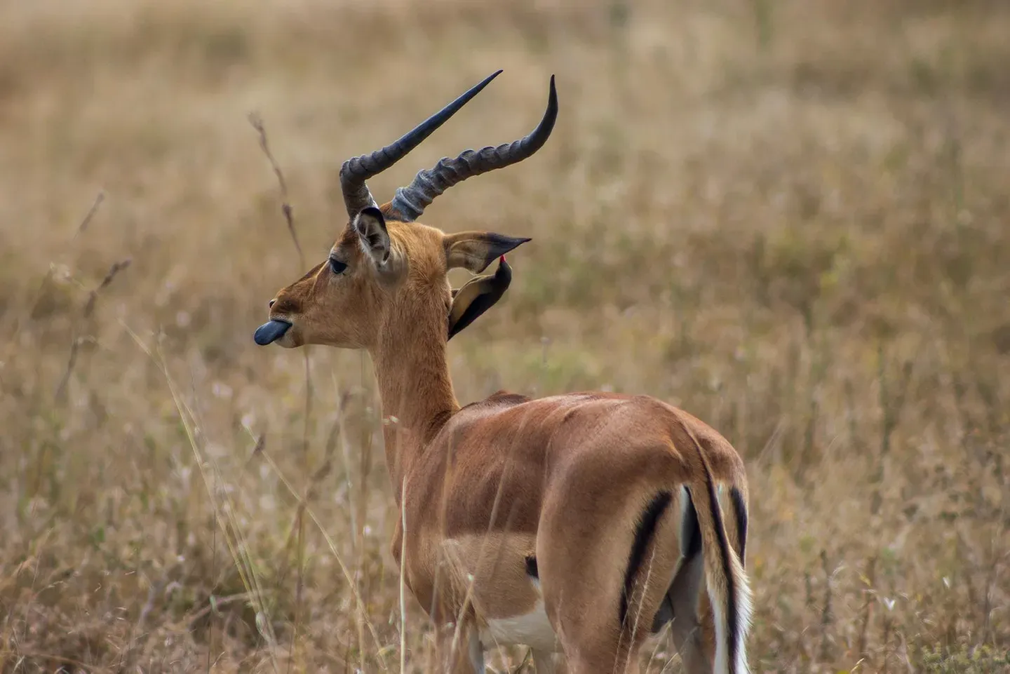 Photograph from A Kruger Adventure: Satara Rest Camp