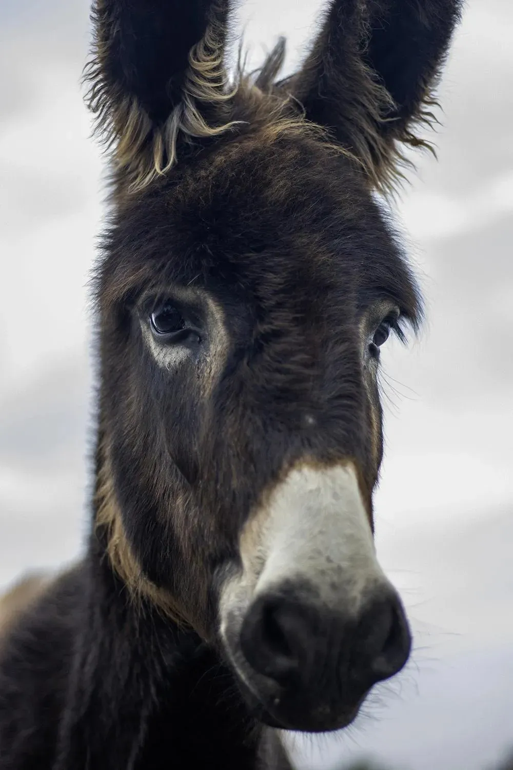 Donkey