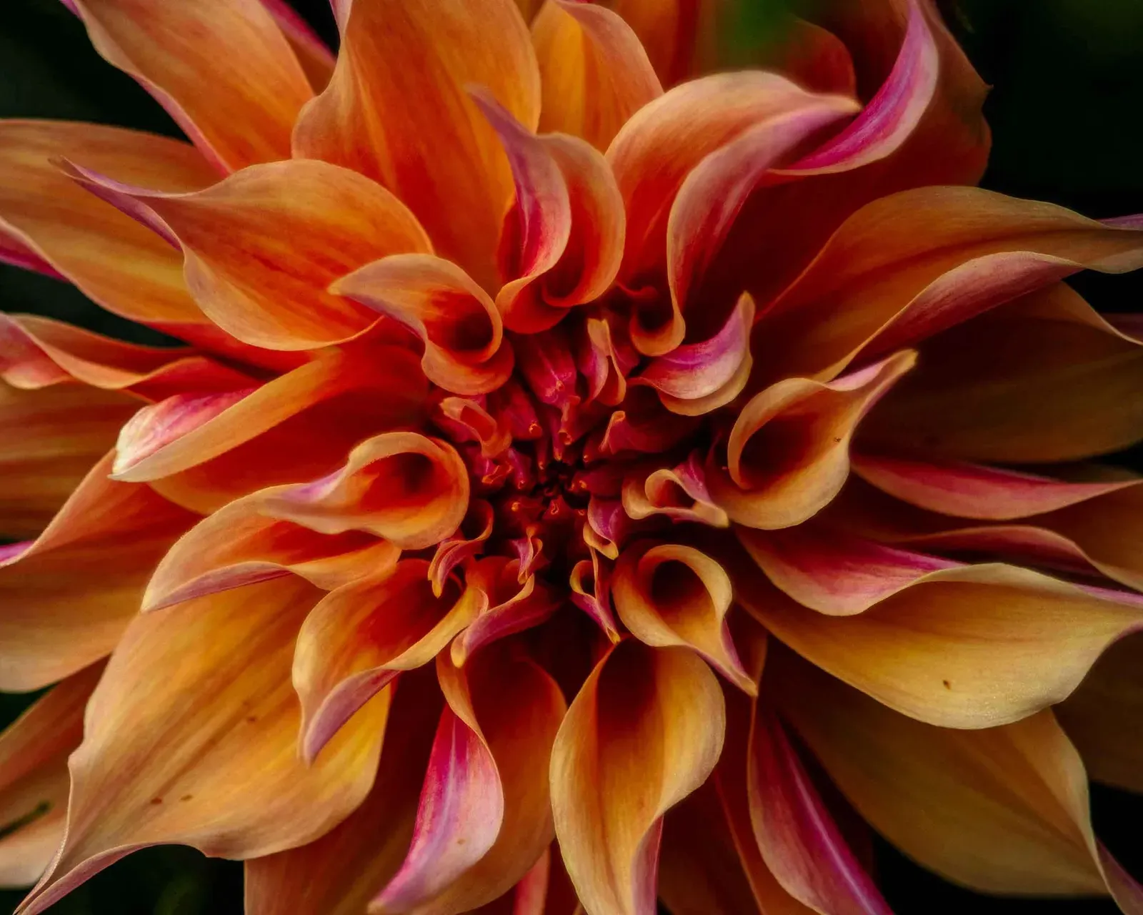 Dahlia