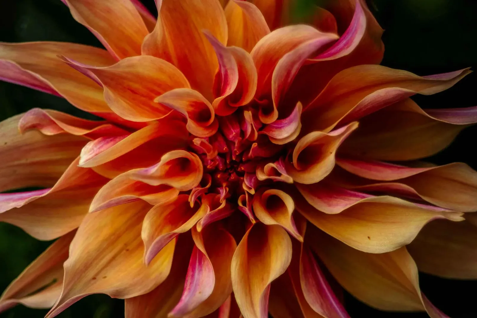 Dahlia