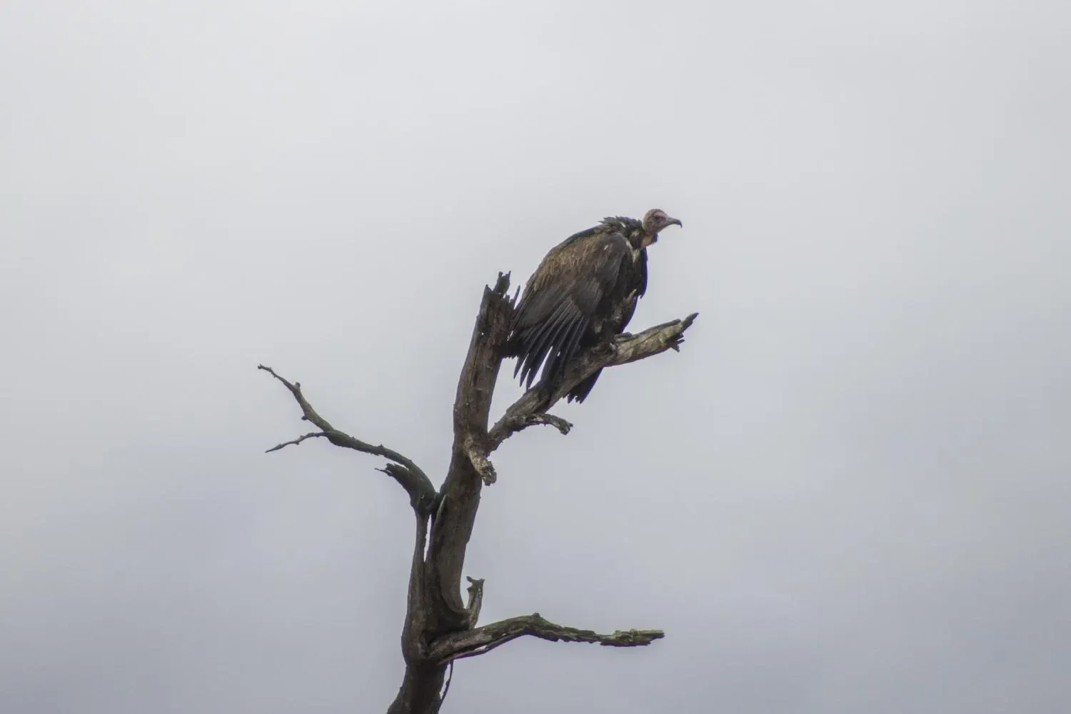 Hooded Vulture
