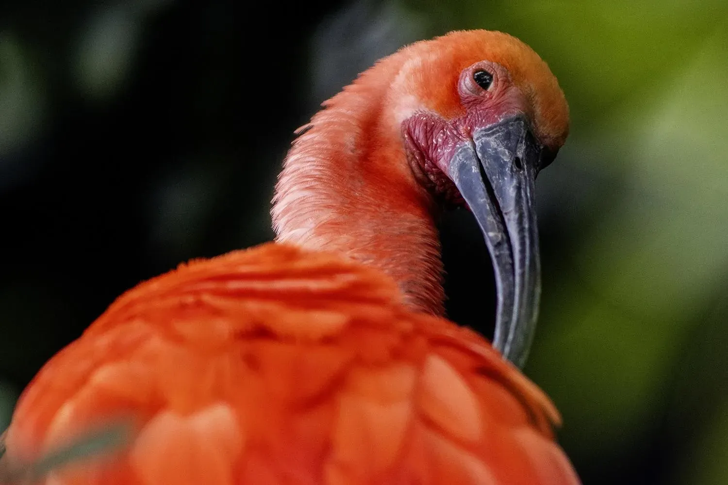 Scarlet Ibis
