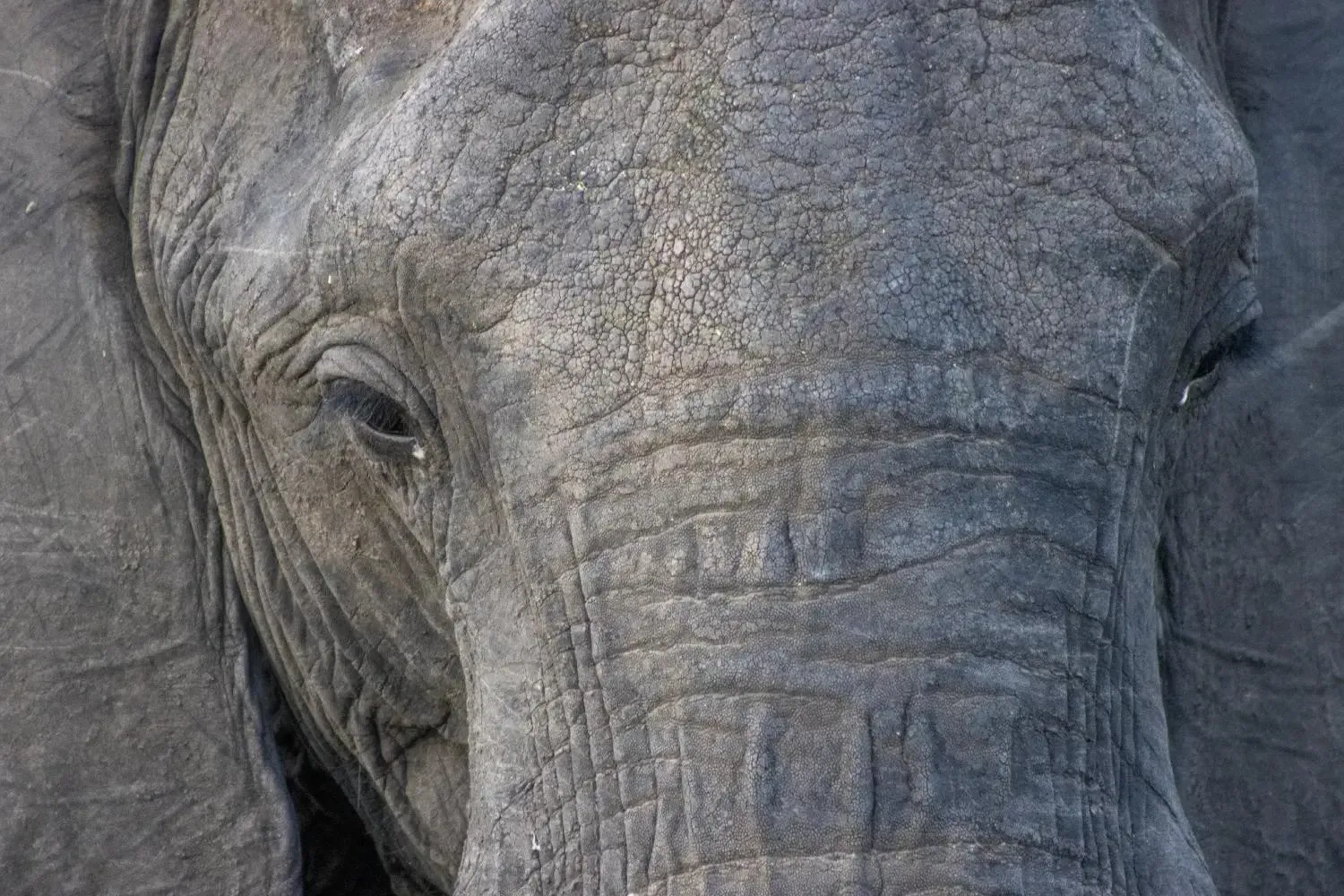 Elephant Closeup