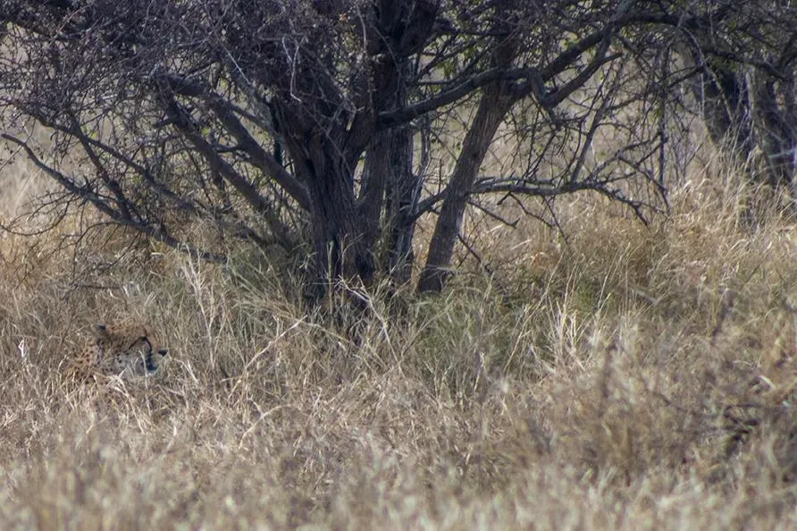 Photograph from A Kruger Adventure: Satara Rest Camp