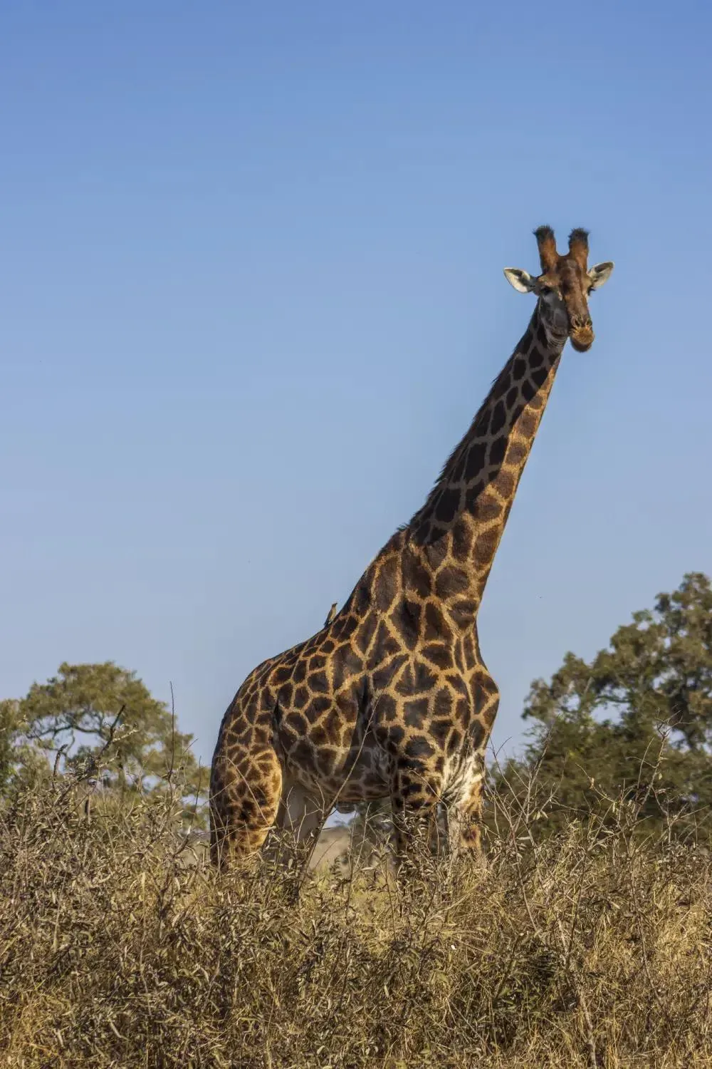 Giraffe in the bush