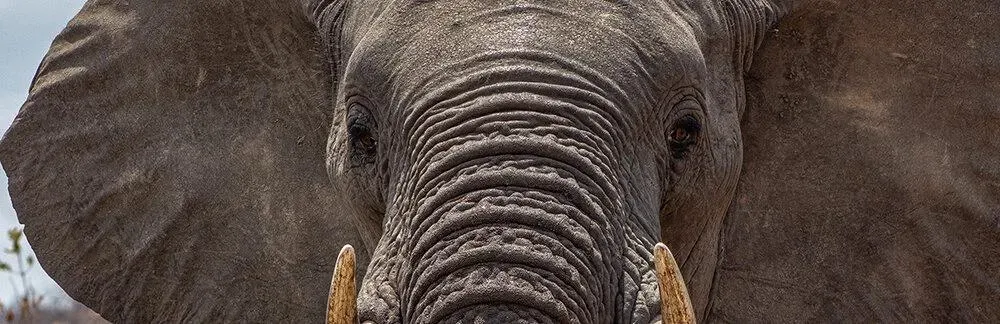 Photograph from Magoebaskloof: A Weekend Among the Tree Giants