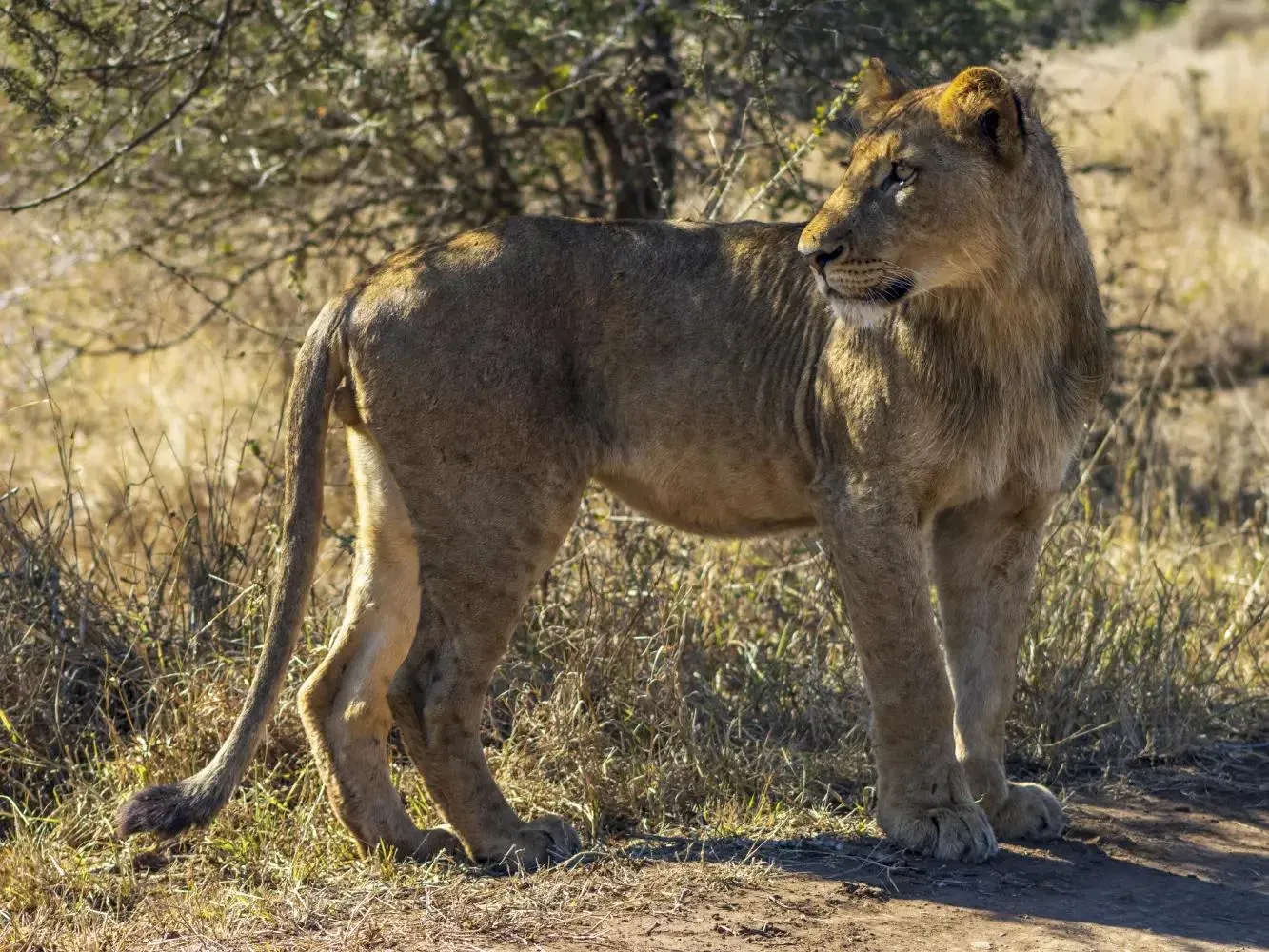 African Lioness