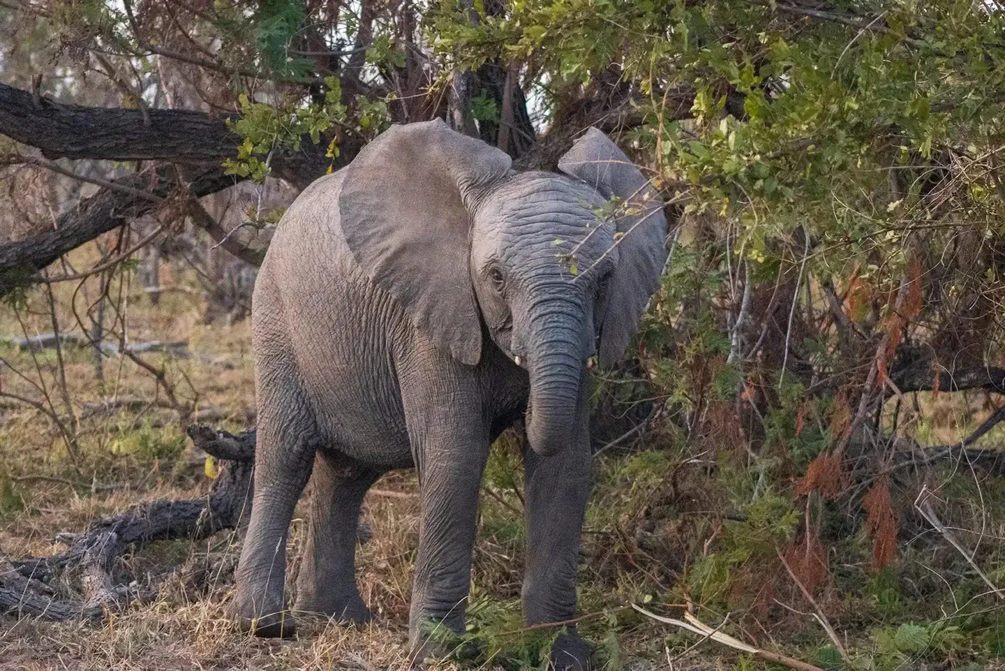 Photograph from A Kruger Adventure: 24 hours at Berg-en-Dal Rest Camp