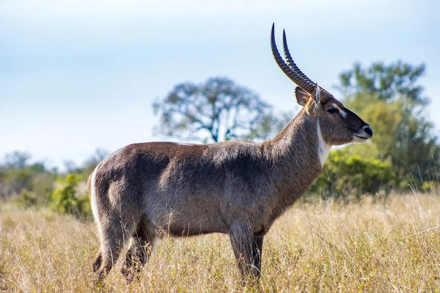 Photograph from A Kruger Adventure: Satara Rest Camp