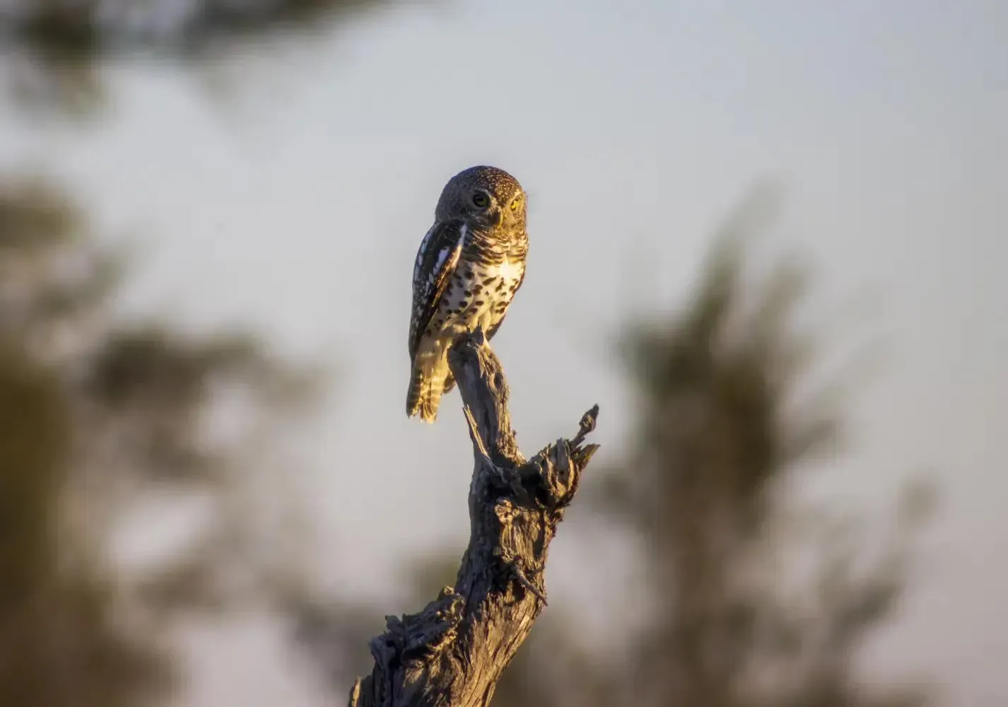 African Barred Owlet