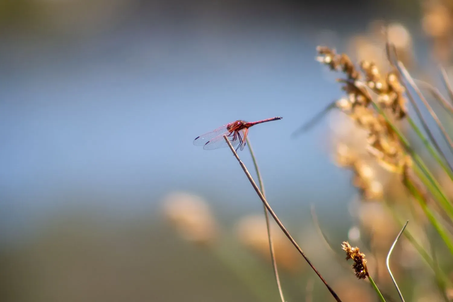 Dragonfly